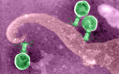 bacteriophage depiction