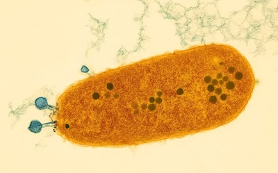 bacteriophage depiction