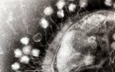 bacteriophage depiction bacteriophage depiction