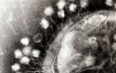 bacteriophage depiction